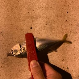 サバ