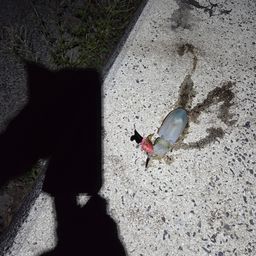 アオリイカ