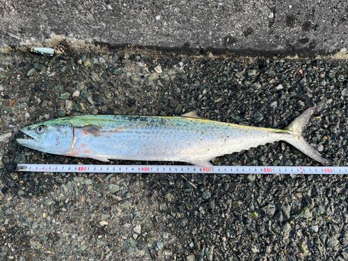 サゴシの釣果