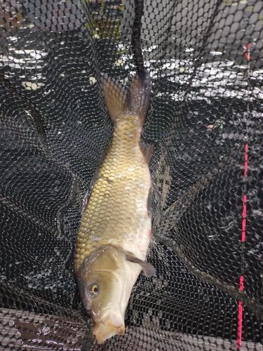 コイの釣果
