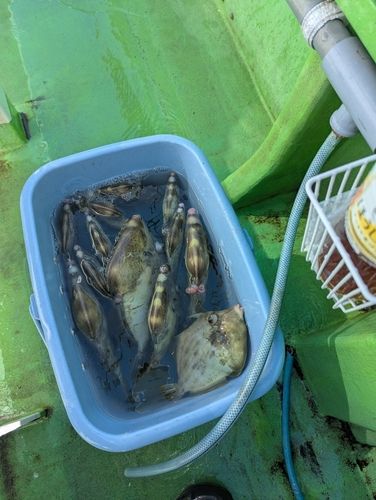 カワハギの釣果