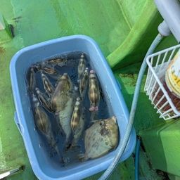 カワハギ