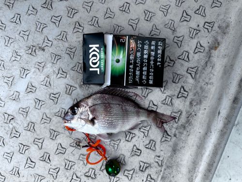 マダイの釣果