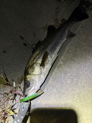 シーバスの釣果