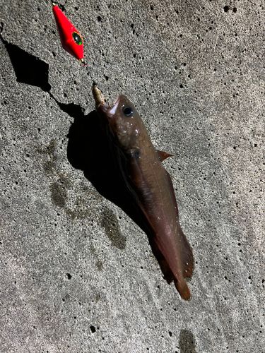 ドンコの釣果