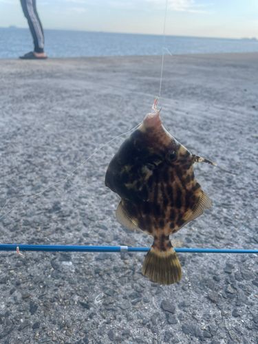 カワハギの釣果