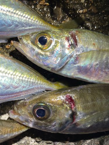 アジの釣果