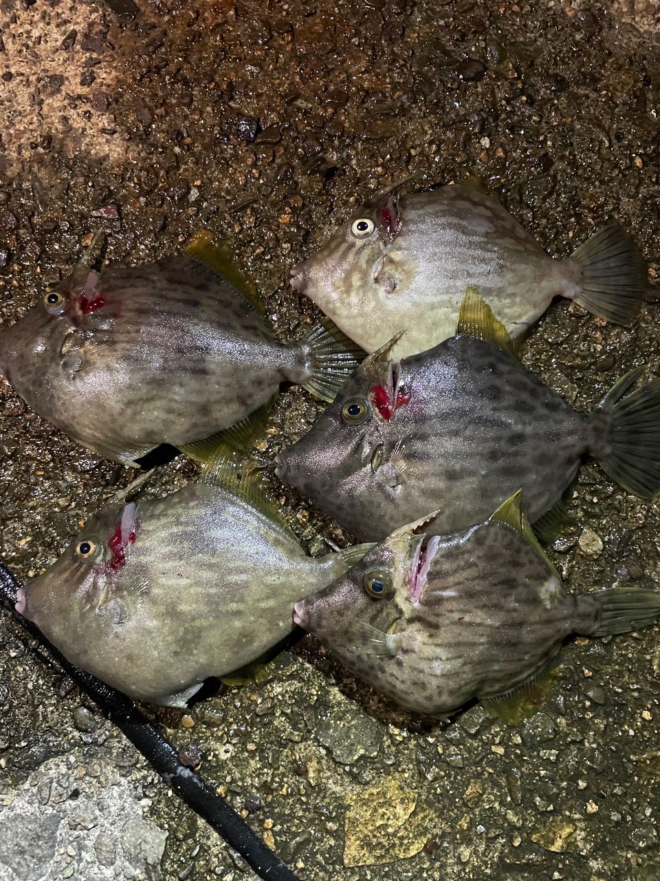 アジ