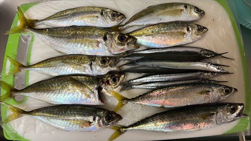 アジの釣果