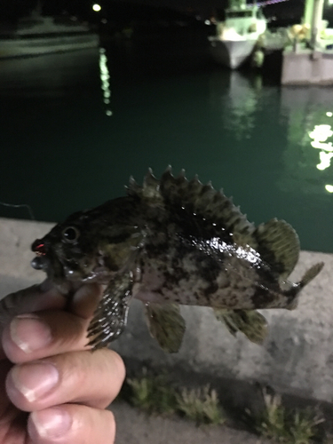 アナハゼの釣果