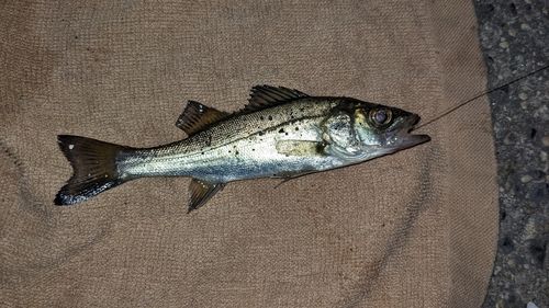 セイゴ（マルスズキ）の釣果