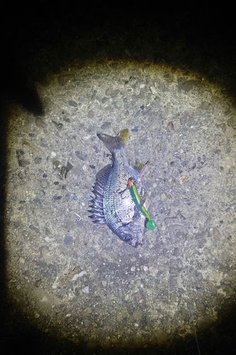 キビレの釣果