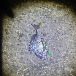 キビレ