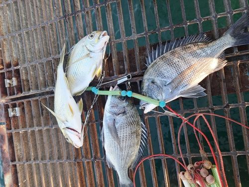 チヌの釣果