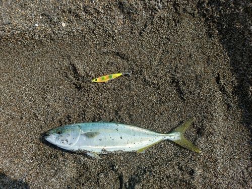 フクラギの釣果