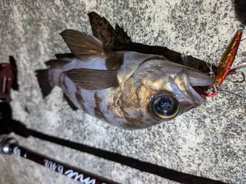 メバルの釣果