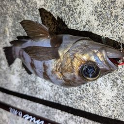 メバル