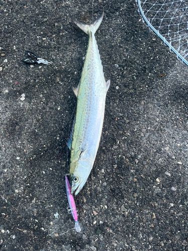 サワラの釣果