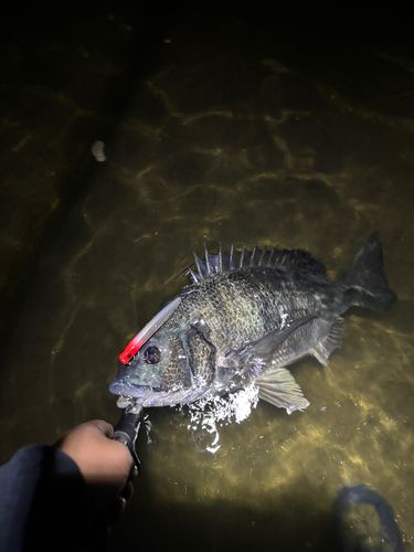 チヌの釣果