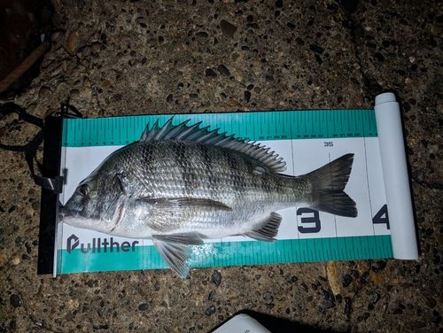 クロダイの釣果