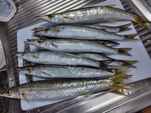 カマスの釣果
