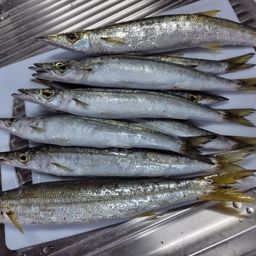 カマス