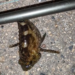 カサゴ