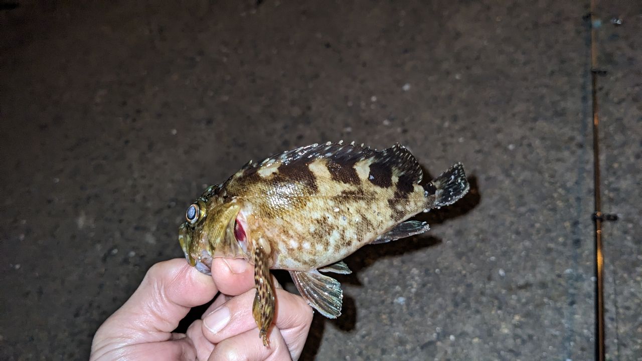 カサゴ