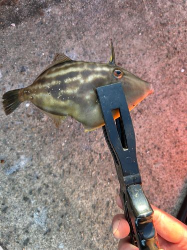 ウマヅラハギの釣果