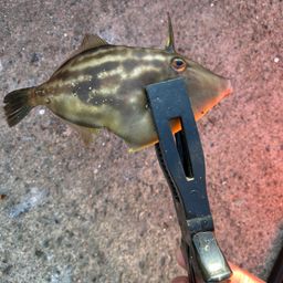 ウマヅラハギ