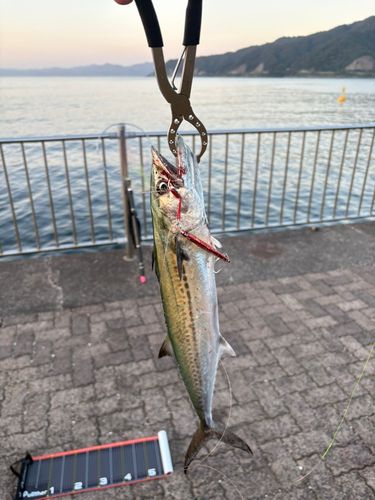 サゴシの釣果