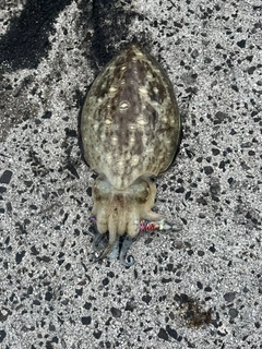 モンゴウイカの釣果
