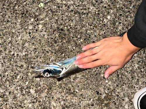 タチウオの釣果