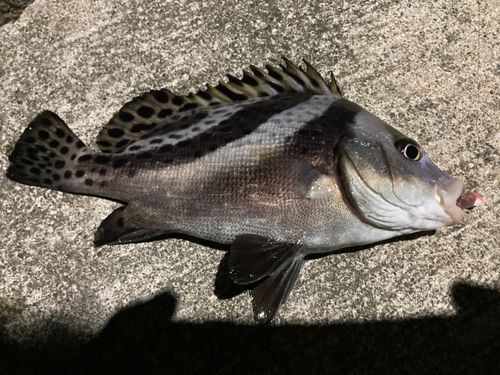 コショウダイの釣果