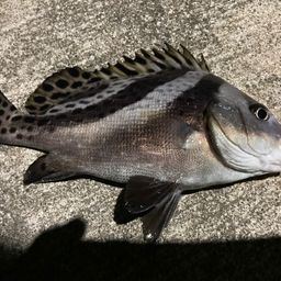 コショウダイ