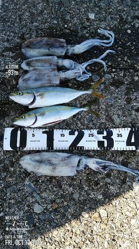 アオリイカの釣果