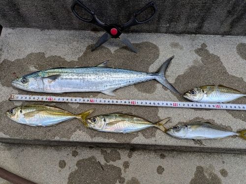 アジの釣果