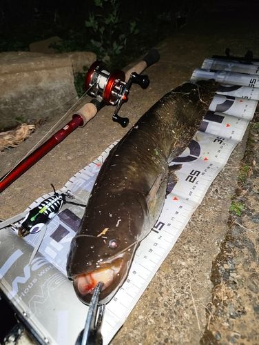ナマズの釣果