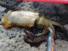 アオリイカの釣果