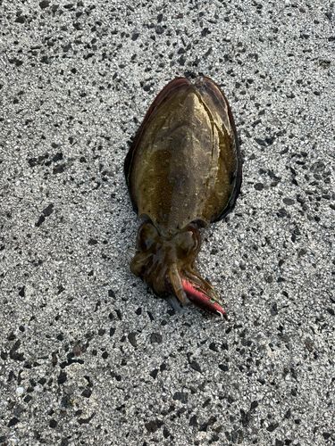 モンゴウイカの釣果