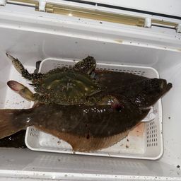 カレイ