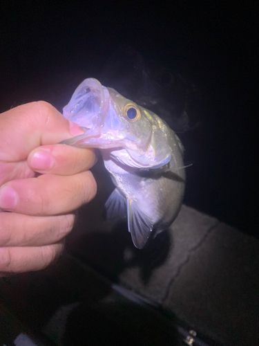 スズキの釣果