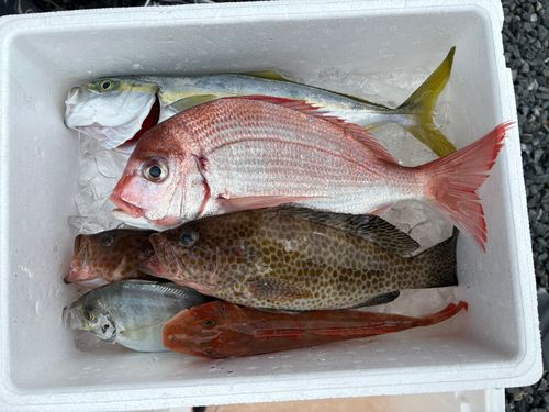 チダイの釣果
