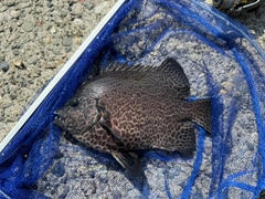 イシガキダイの釣果