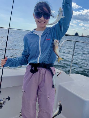 サワラの釣果