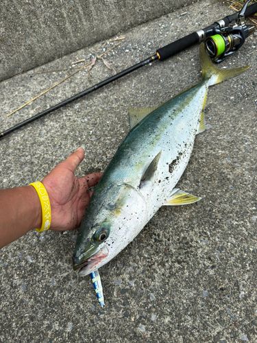 ワラサの釣果