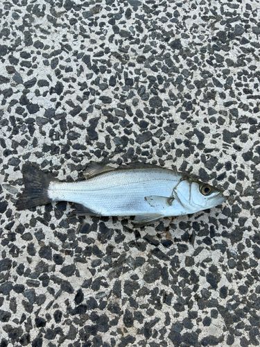 セイゴ（ヒラスズキ）の釣果