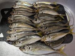 アジの釣果