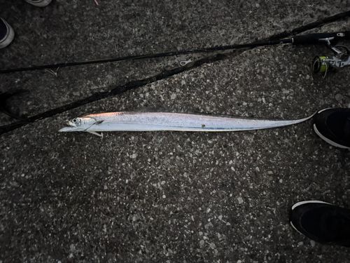 タチウオの釣果