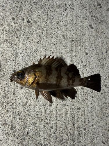 メバルの釣果